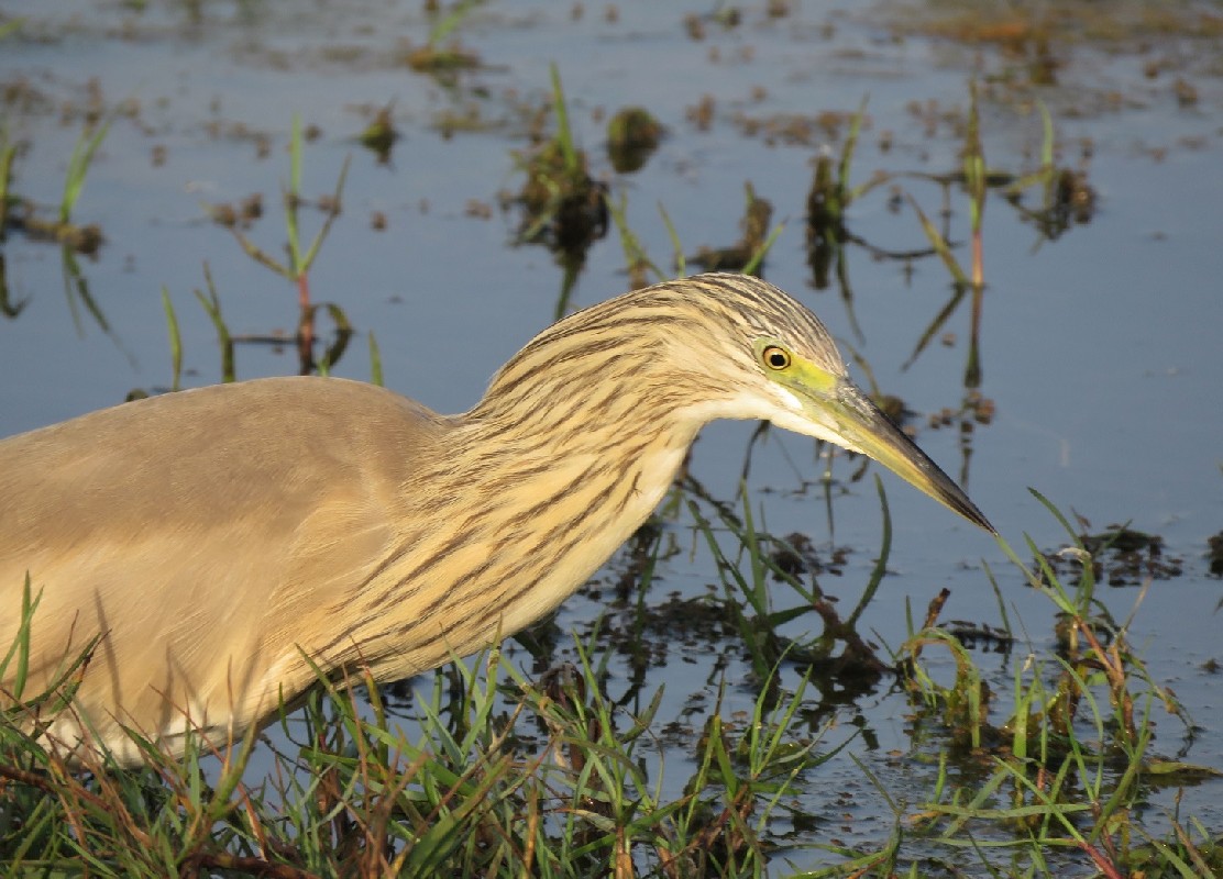 Squacco Heron feeding