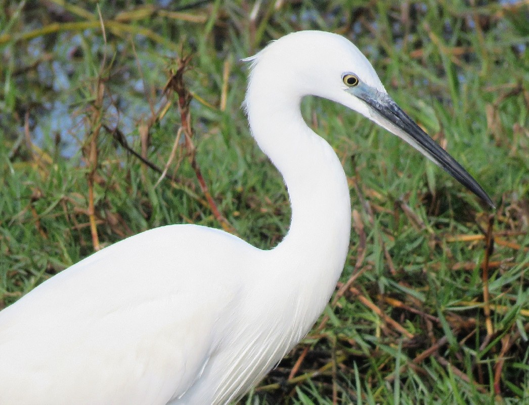 Little Egret at Technopole, Dakar