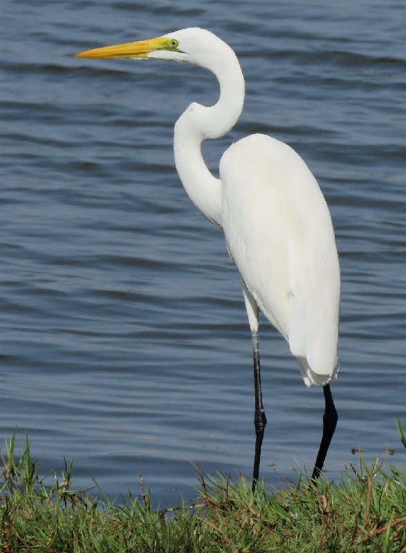 Great Egret at Technopole, Dakar