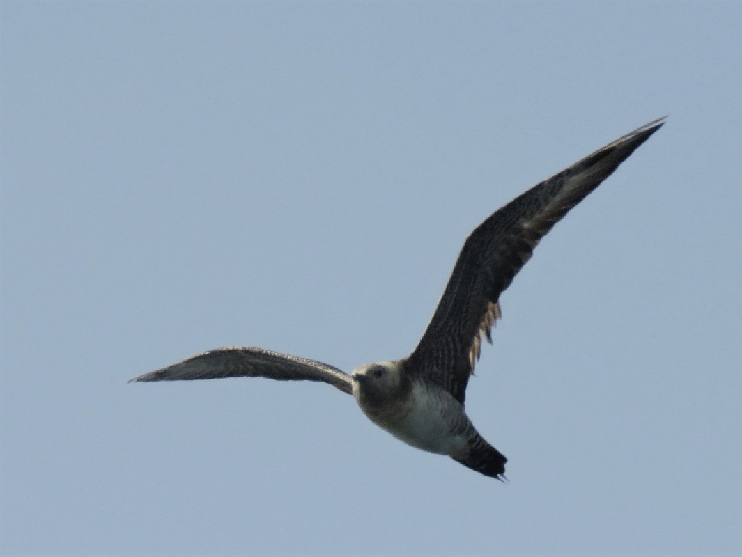 Long-tailed Skua migrating off Ngor, Dakar