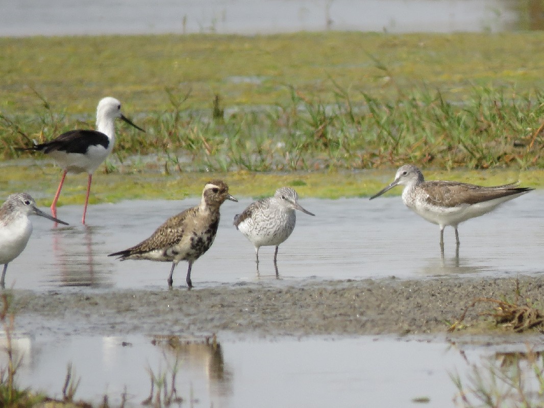 Moulting American Golden Plover at Technopole, Dakar