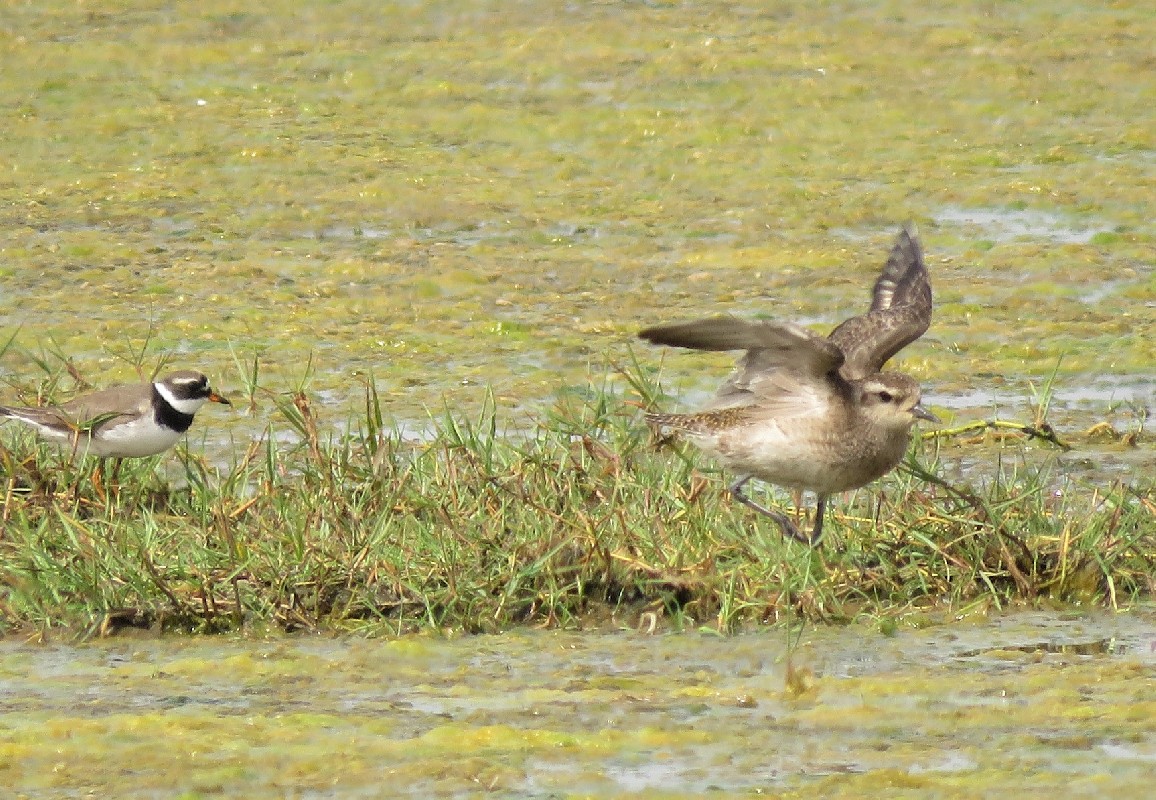 American Golden Plover at Technopole, Dakar