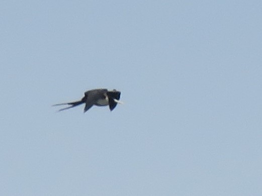 Distant record shot of a vagrant Magnificent Frigatebird