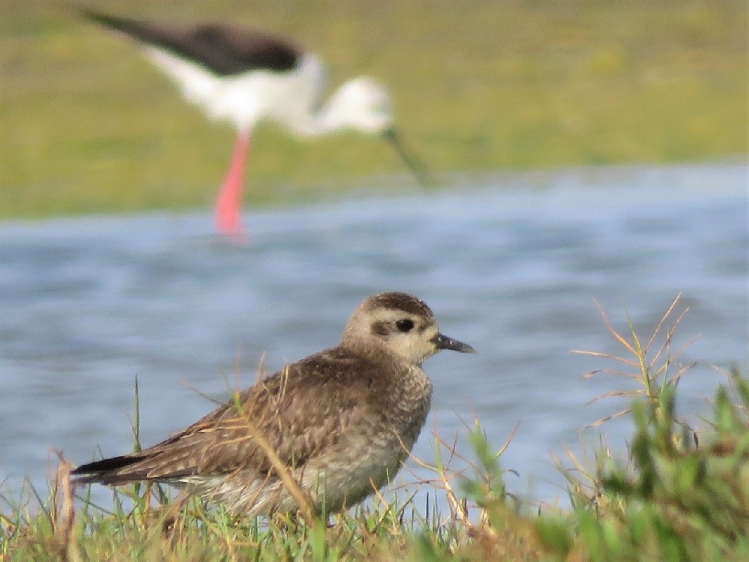 One of four American Golden Plovers at Dakar Technopole