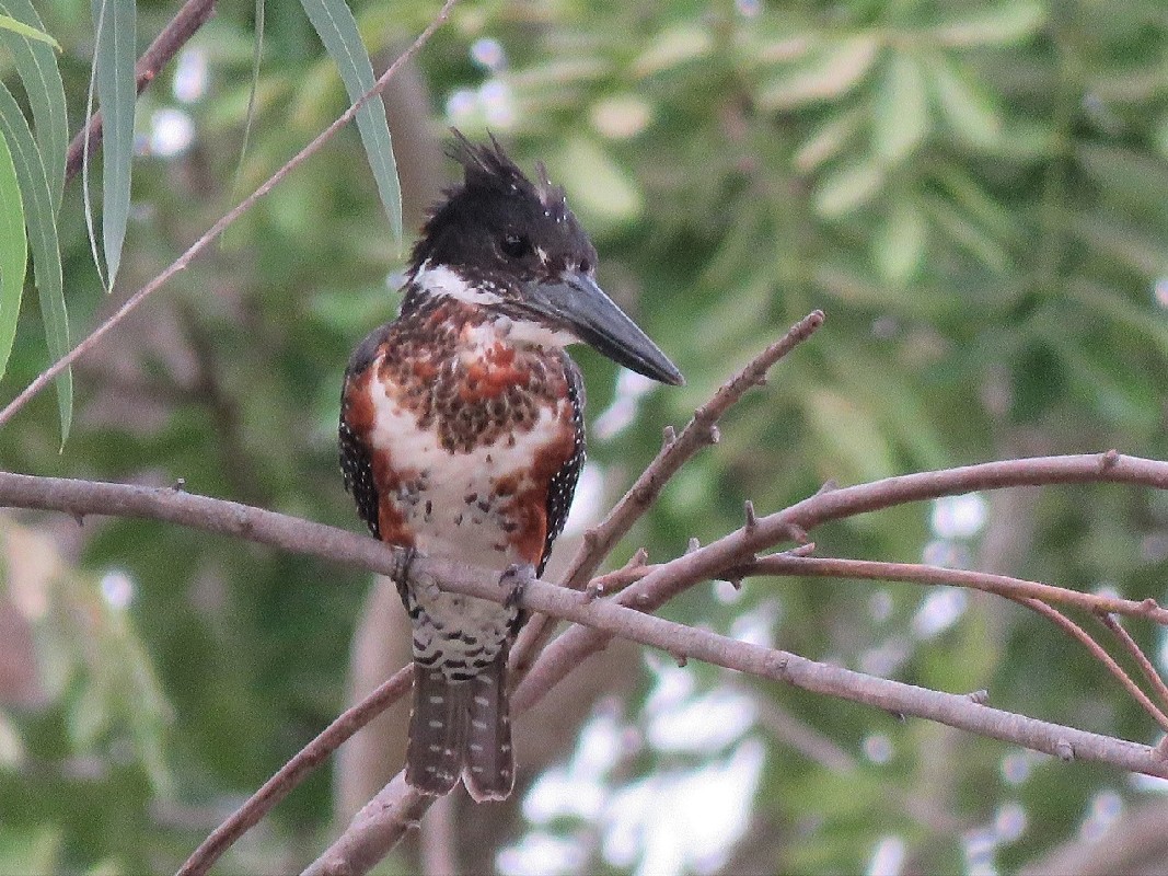 Giant Kingfisher