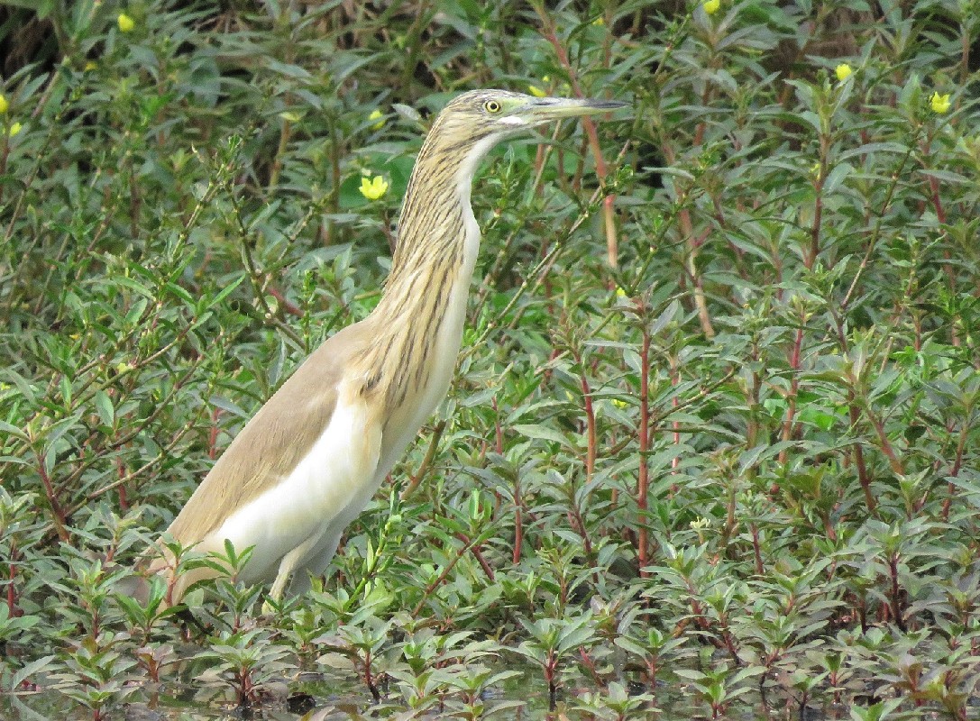 Squacco Heron