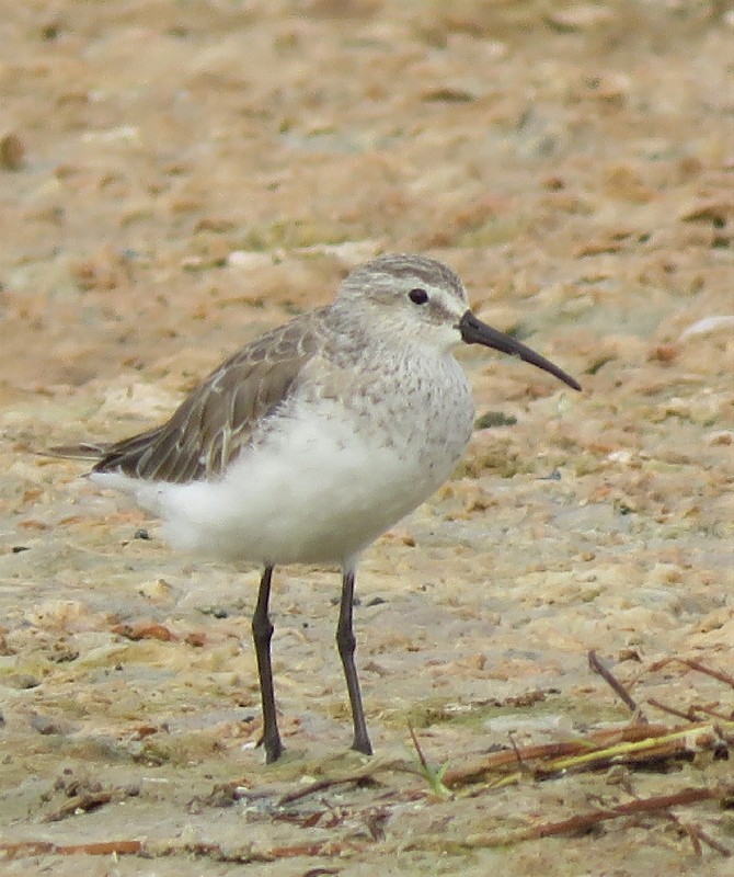 Curlew Sandpiper