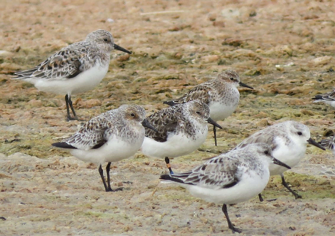 Part of a flock of Sanderlings with one Little Stint