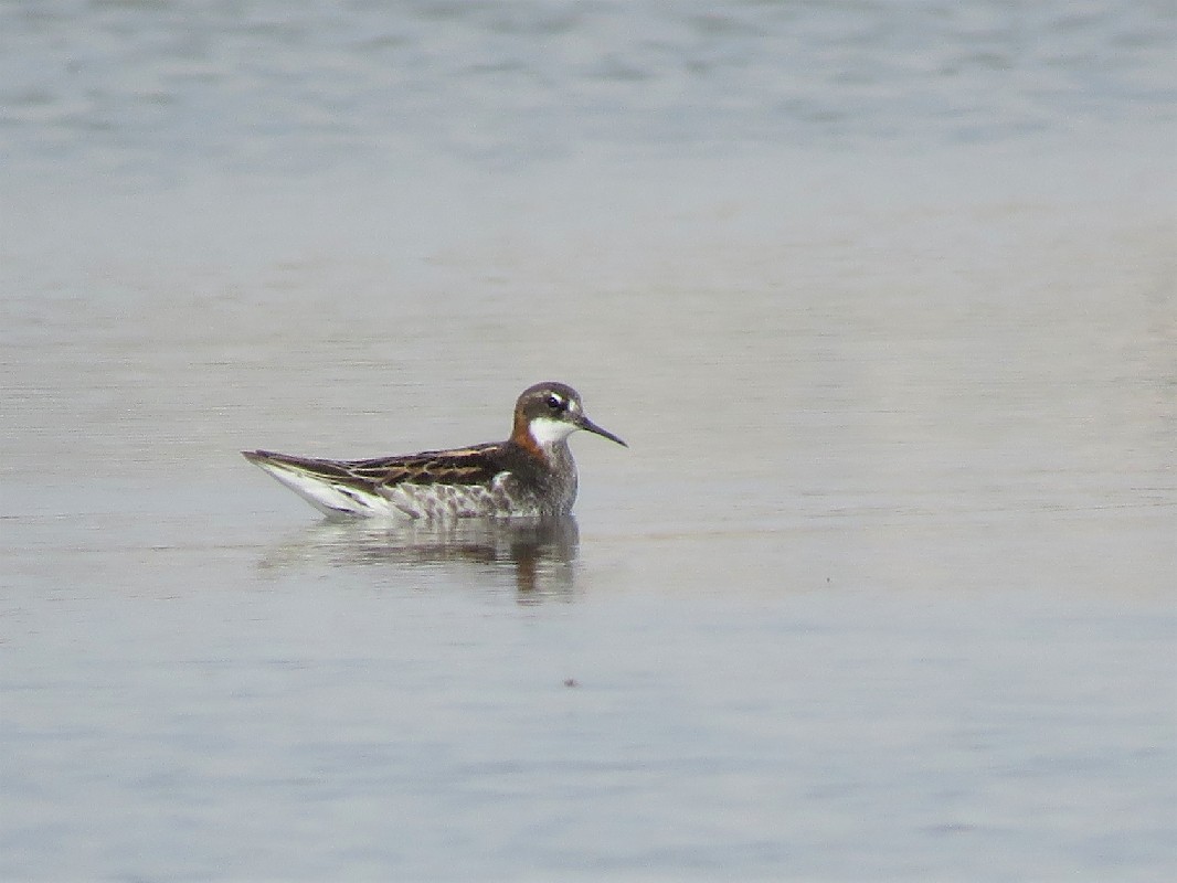 Red-necked Phalarope at Technopole