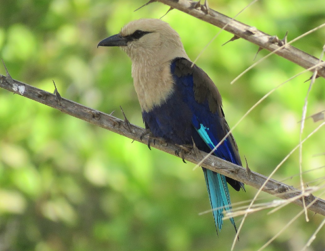 Blue-bellied Roller in a palm tree