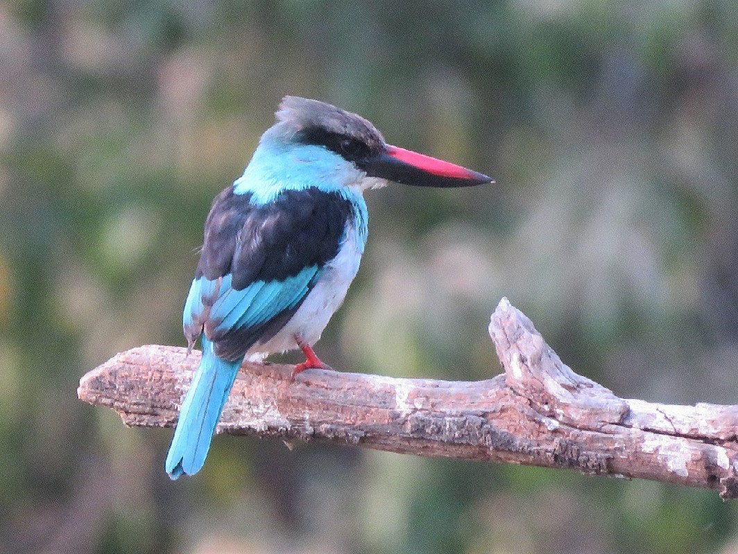 Blue-breasted Kingfisher