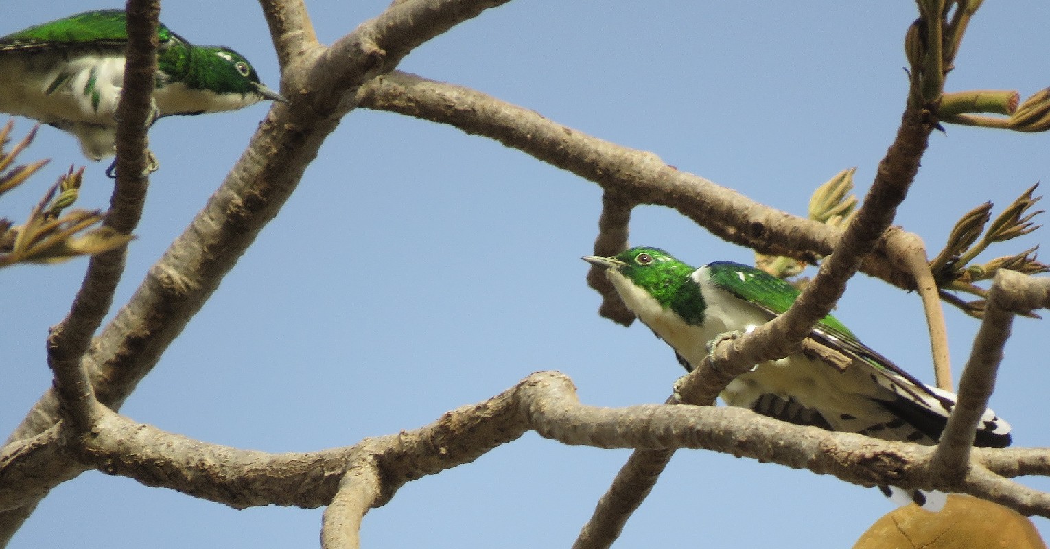Stand-off between two Klaas's Cuckoos
