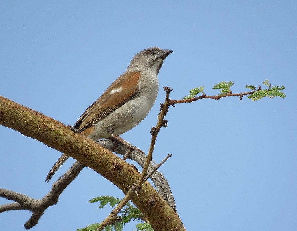 Northern Grey-headed Sparrow