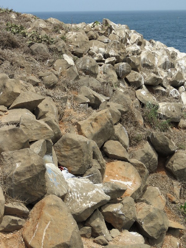 Red-billed Tropicbird near nest