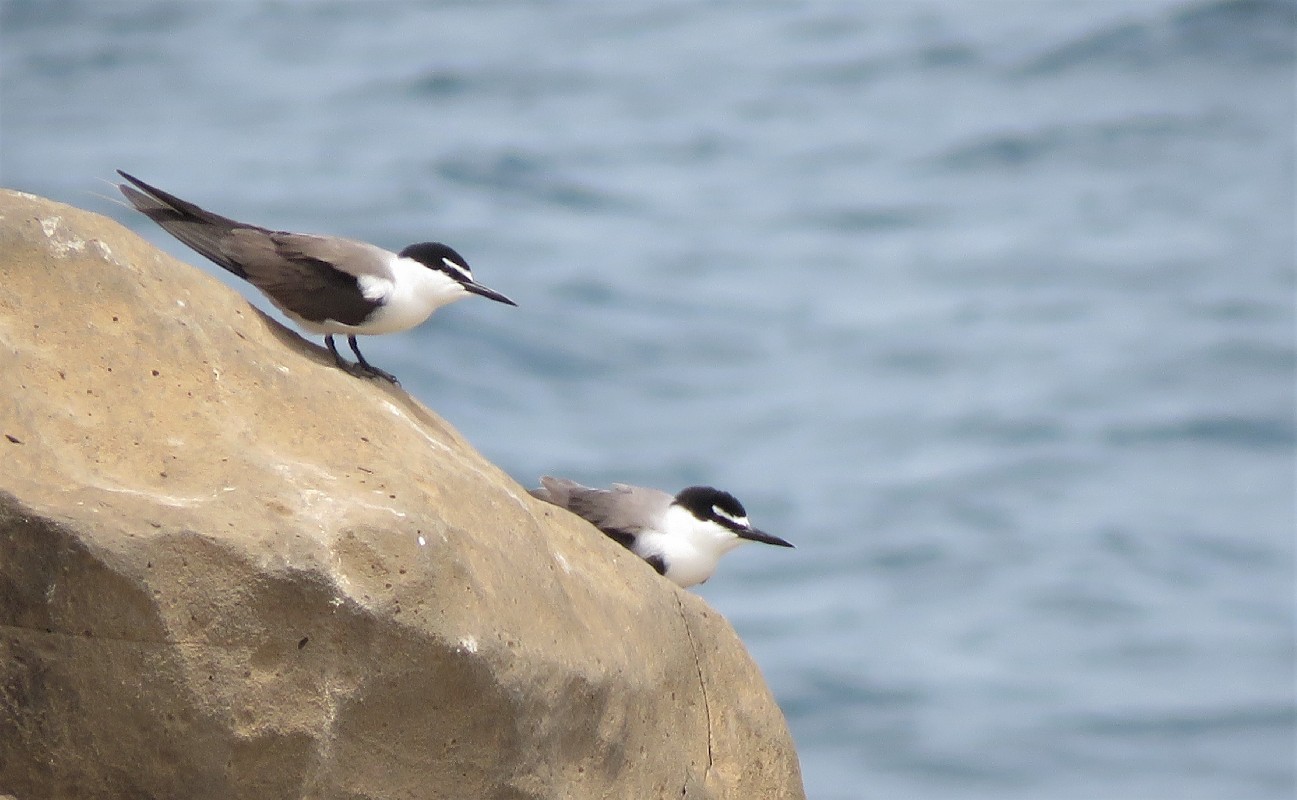 Pair of Bridled Terns near breeding site
