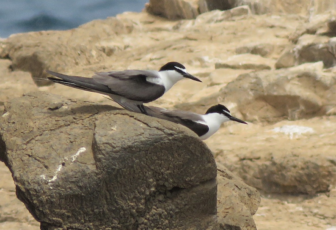 Pair of Bridled Terns near breeding site