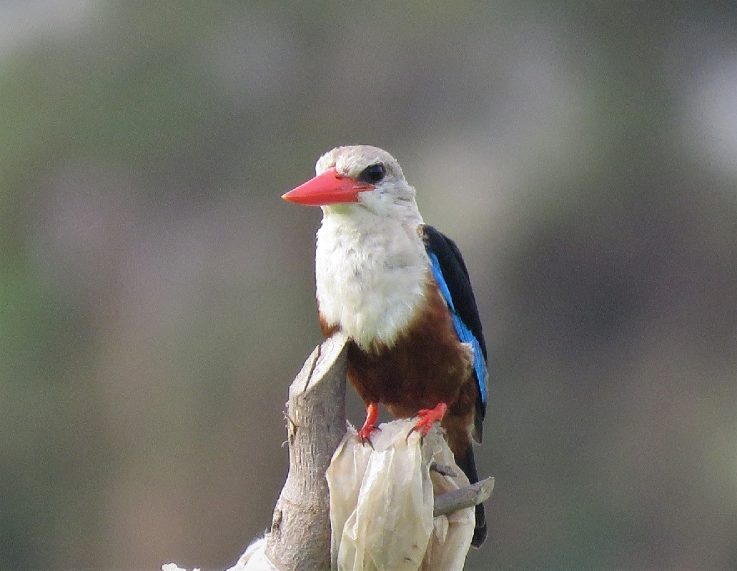 Grey-headed Kingfisher at Dakar Technopole