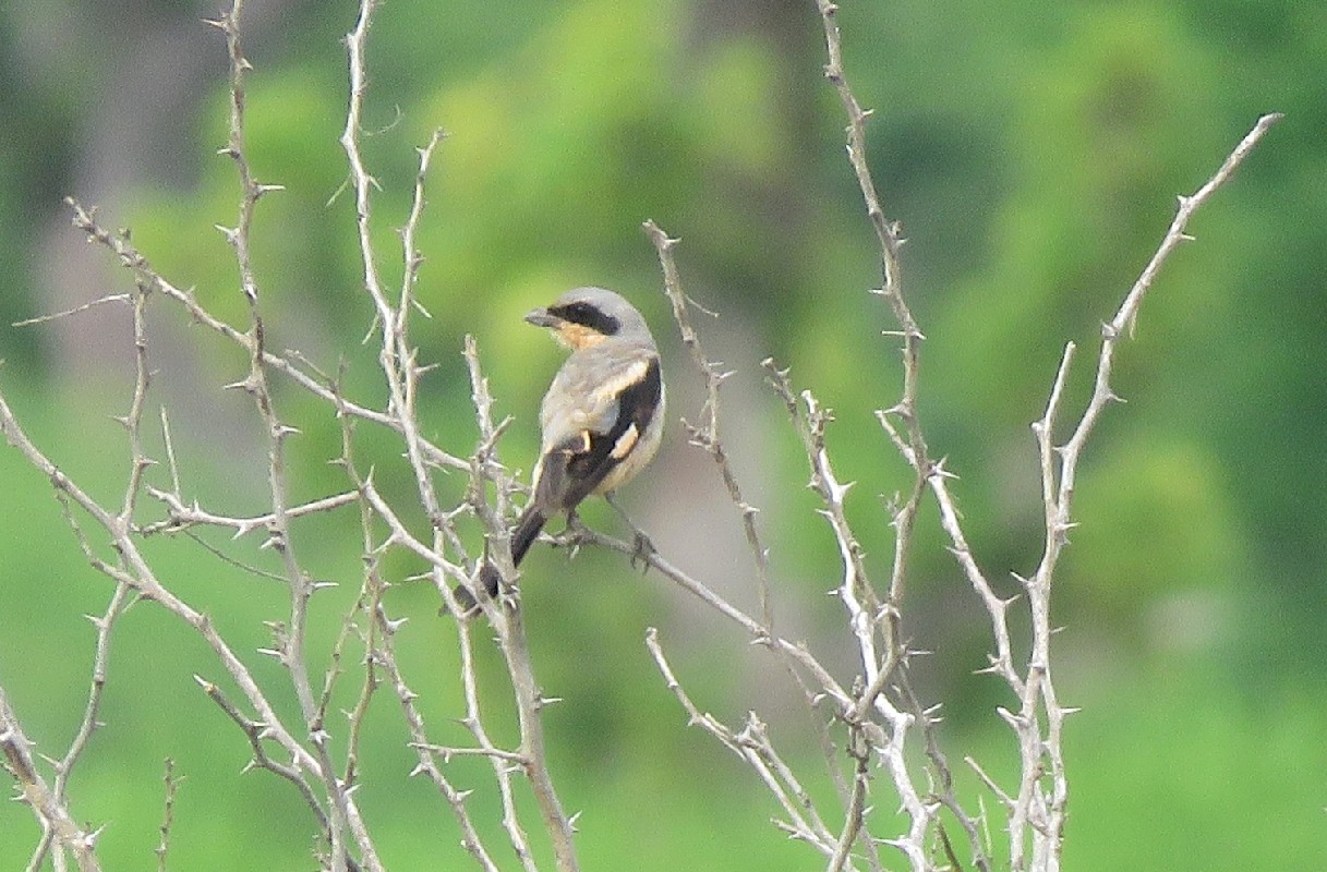 Hybrid Woodchat x (most likely) Red-backed Shrike