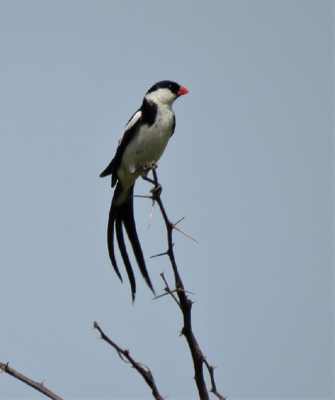 Pin-tailed Whydah