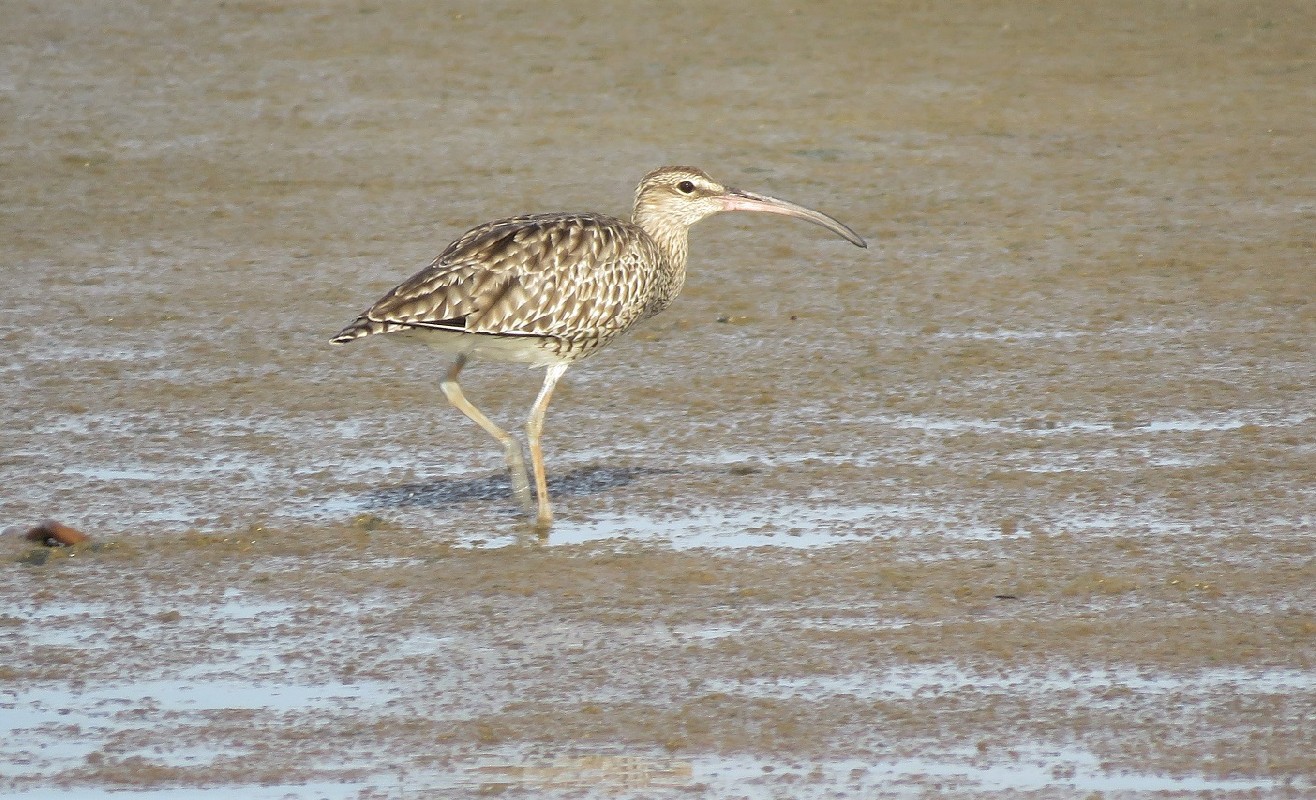 Whimbrel