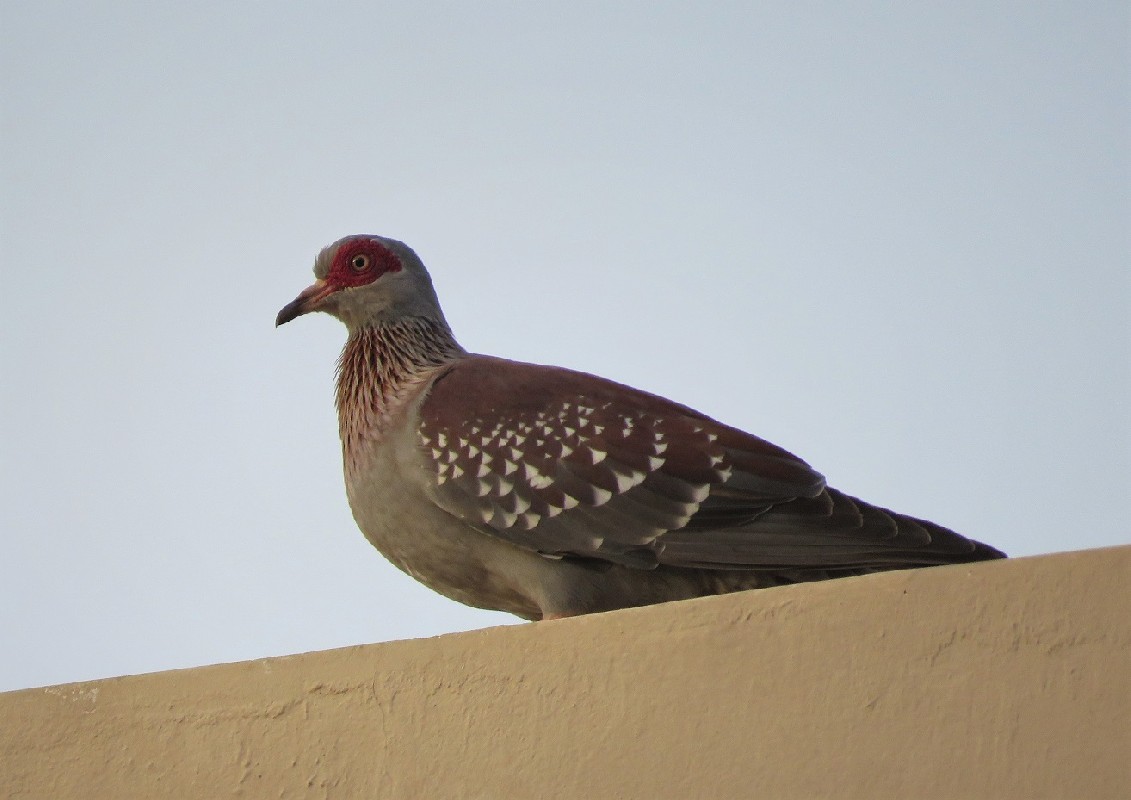 Speckled Pigeon