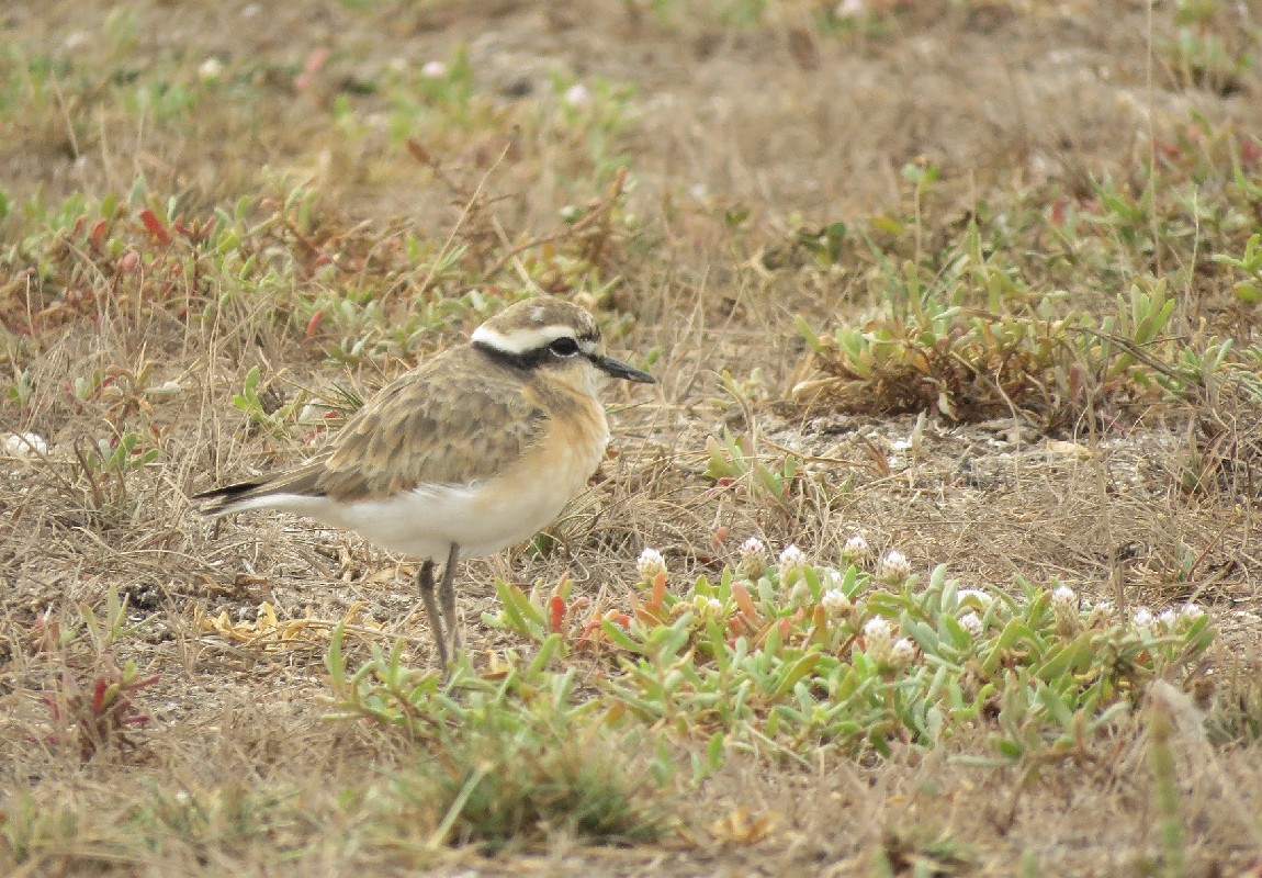 Kittlitz's PLover at Lac Rose