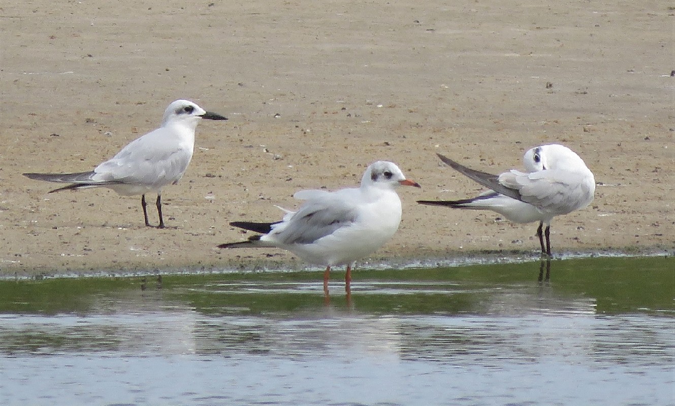 Black-headed Gull