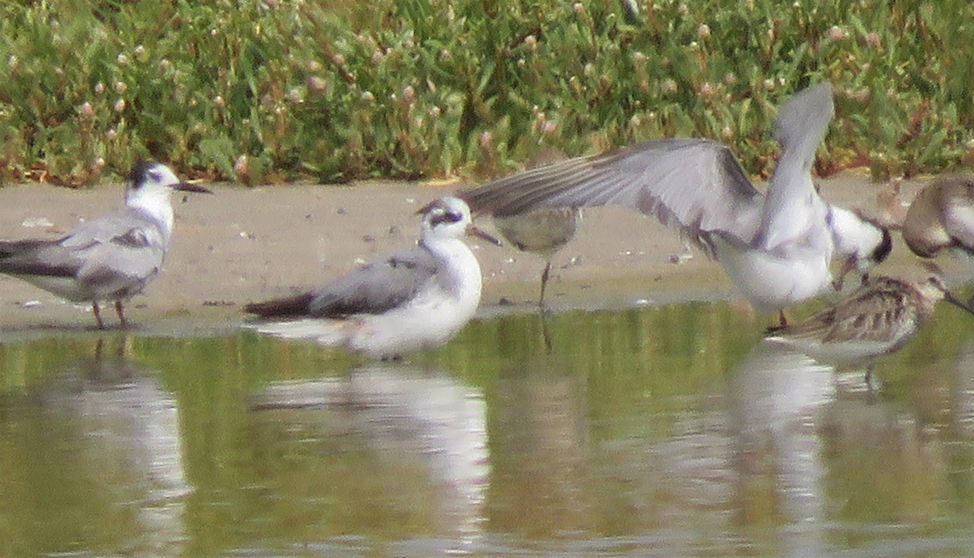 Record short of a Grey Phalarope at Technopole