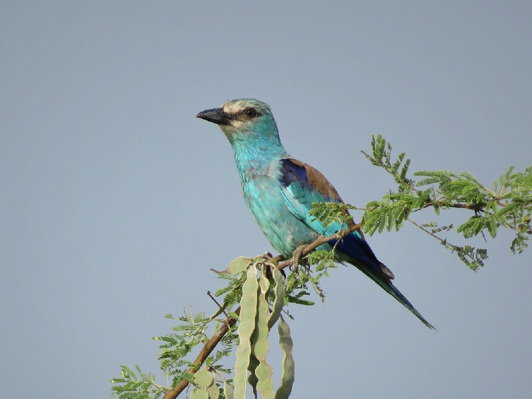 Abyssinian Roller