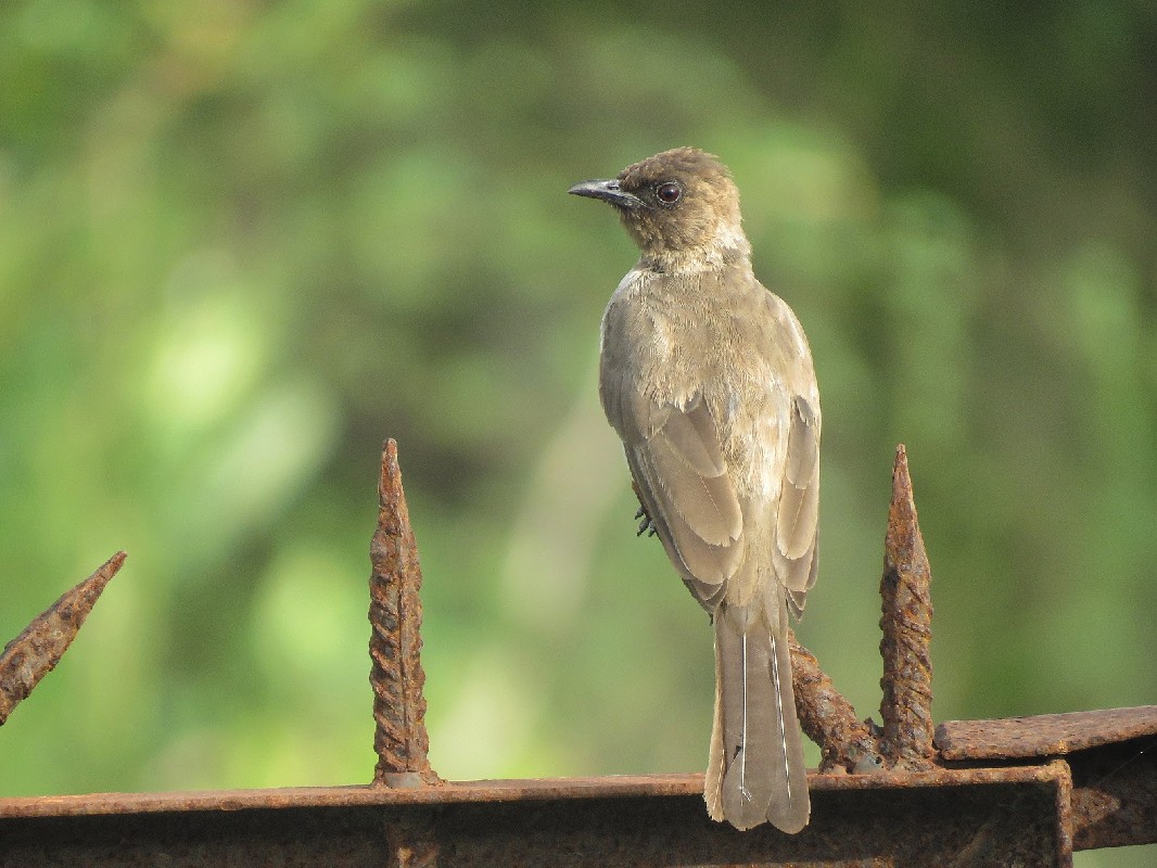 Common Bulbul ssp. inornatus
