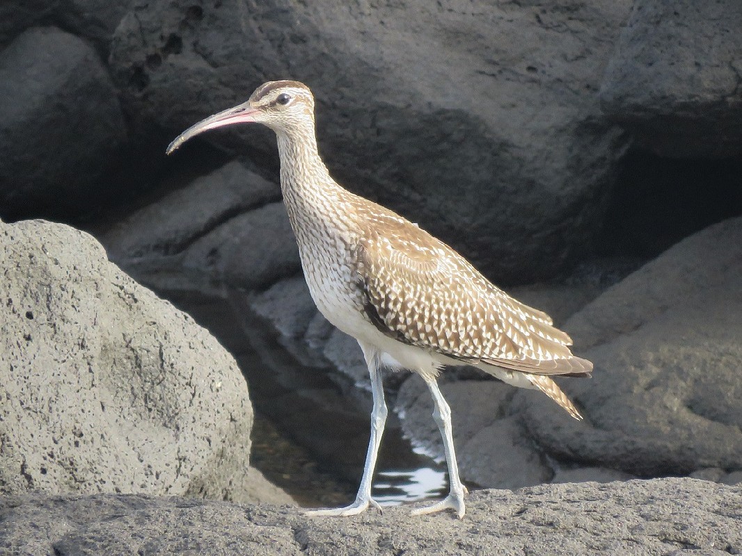 Whimbrel