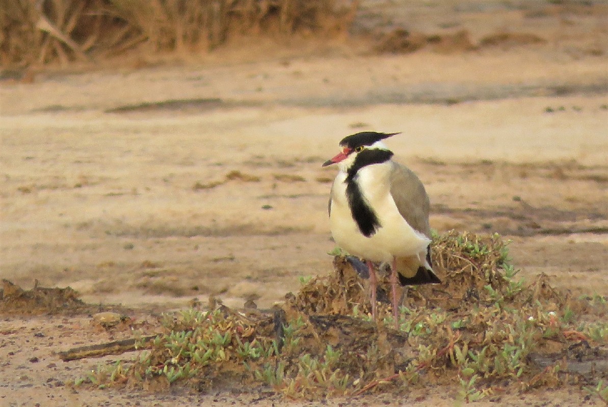 Black-headed Lapwing