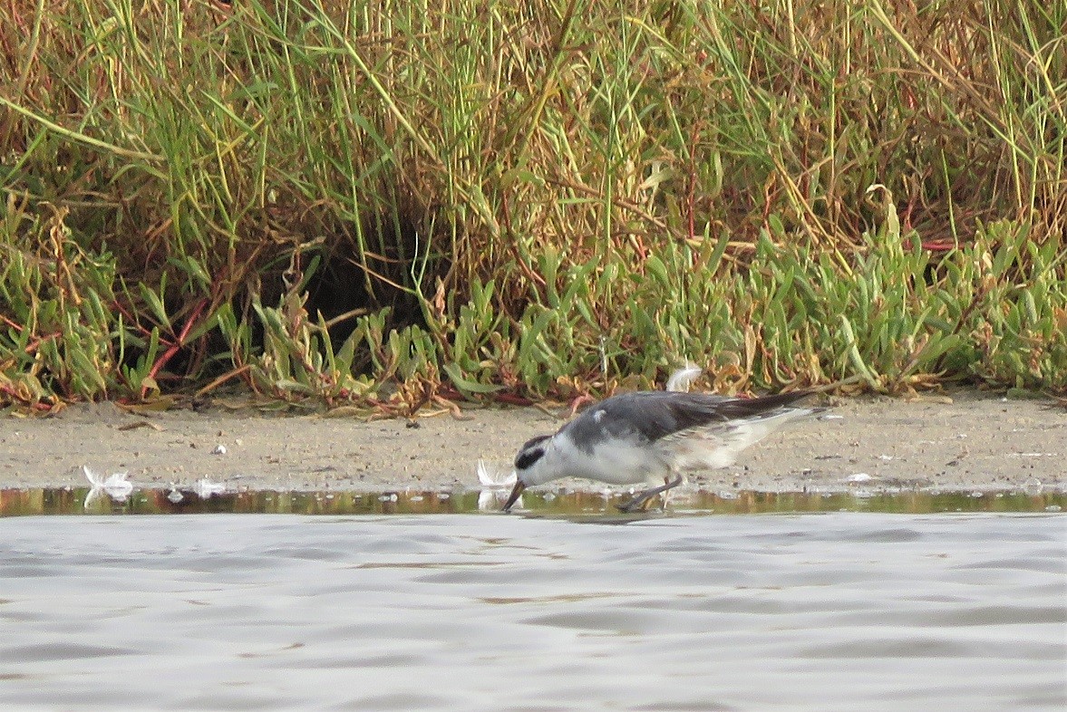 Grey Phalarope