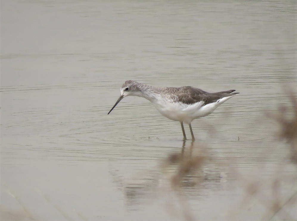 Marsh Sandpiper