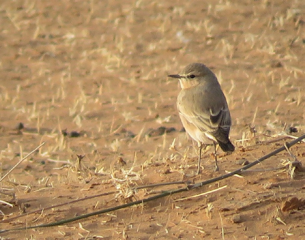 Isabelline Wheatear in northern Senegal