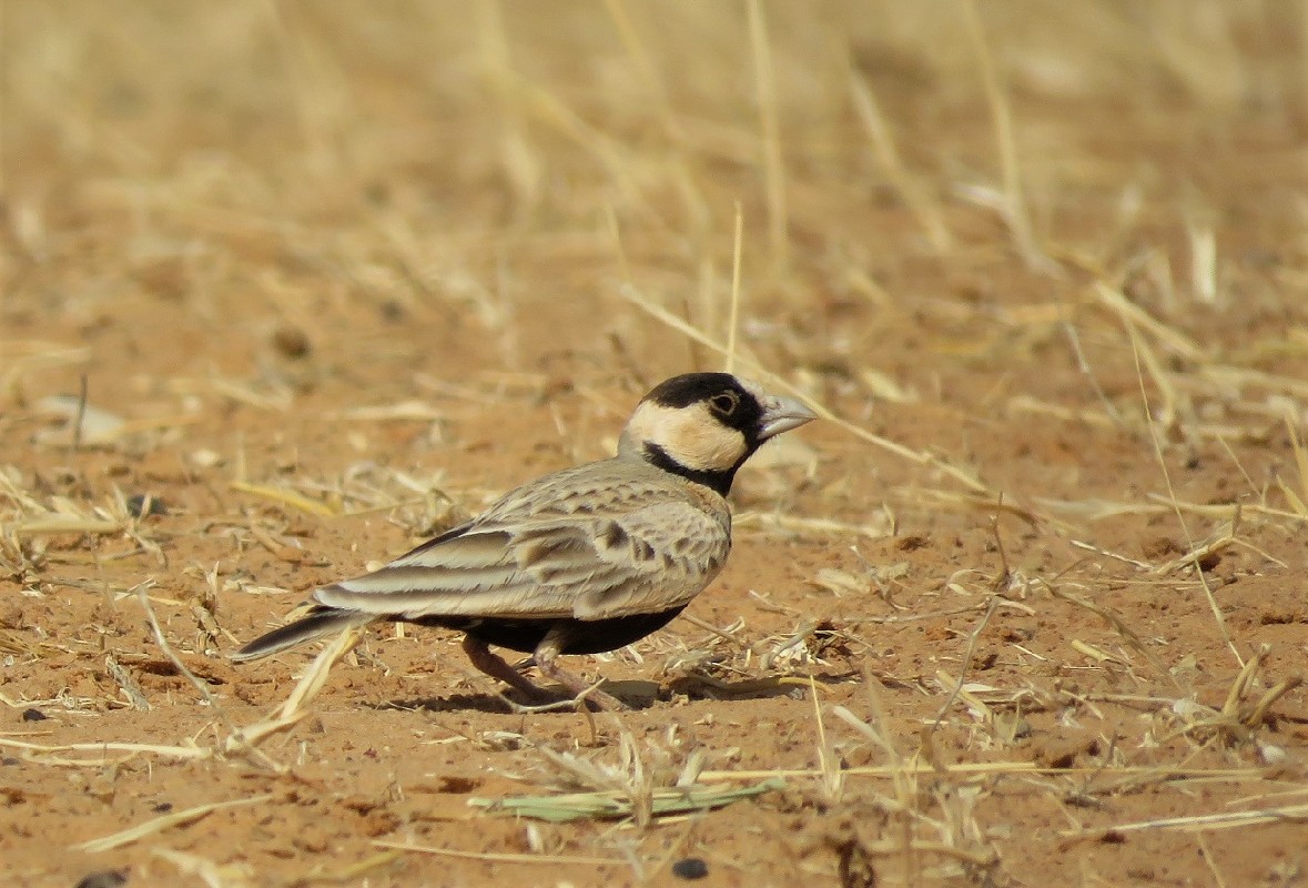 Black-crowned Sparrow-Lark