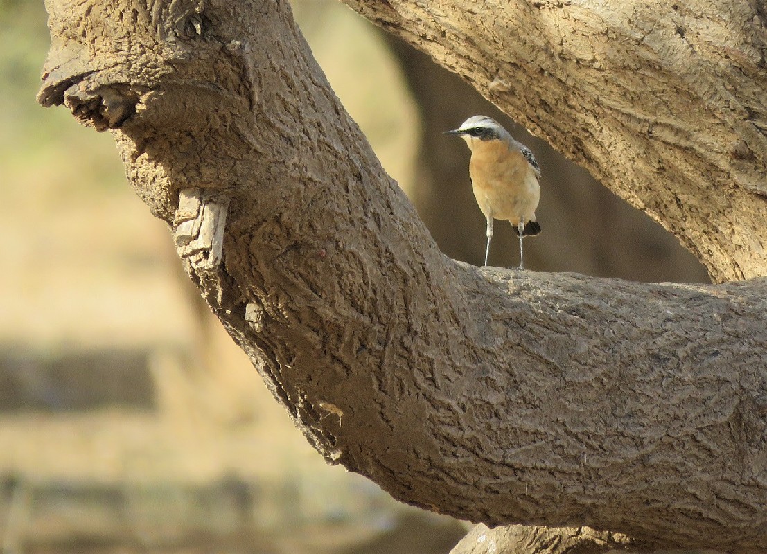 Northern Wheatear ssp. leucorrhoa