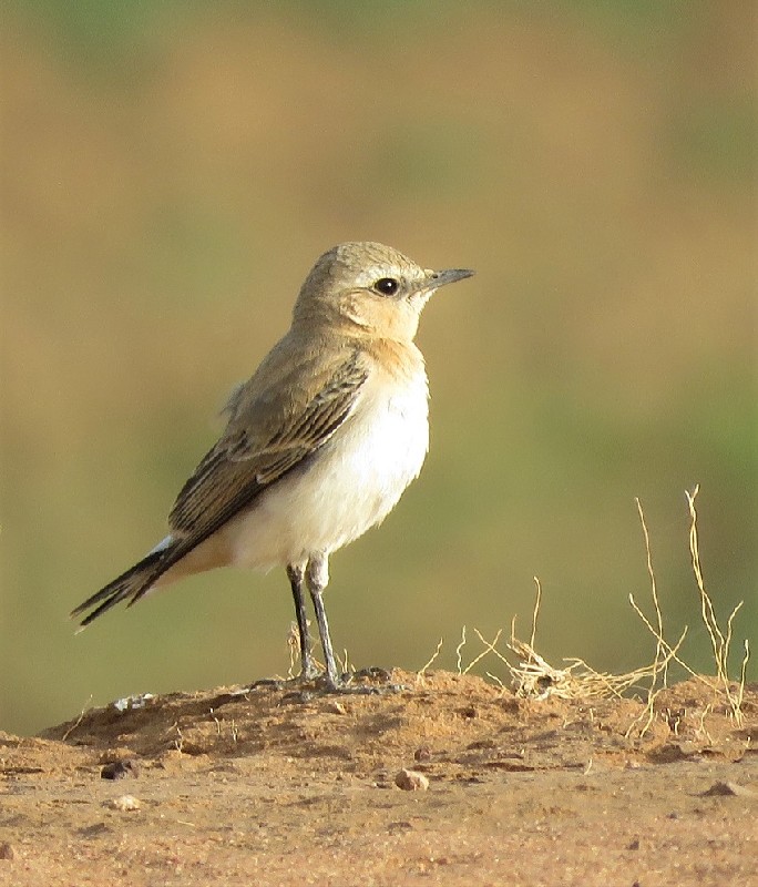 Atlas Wheatear on wintering grounds