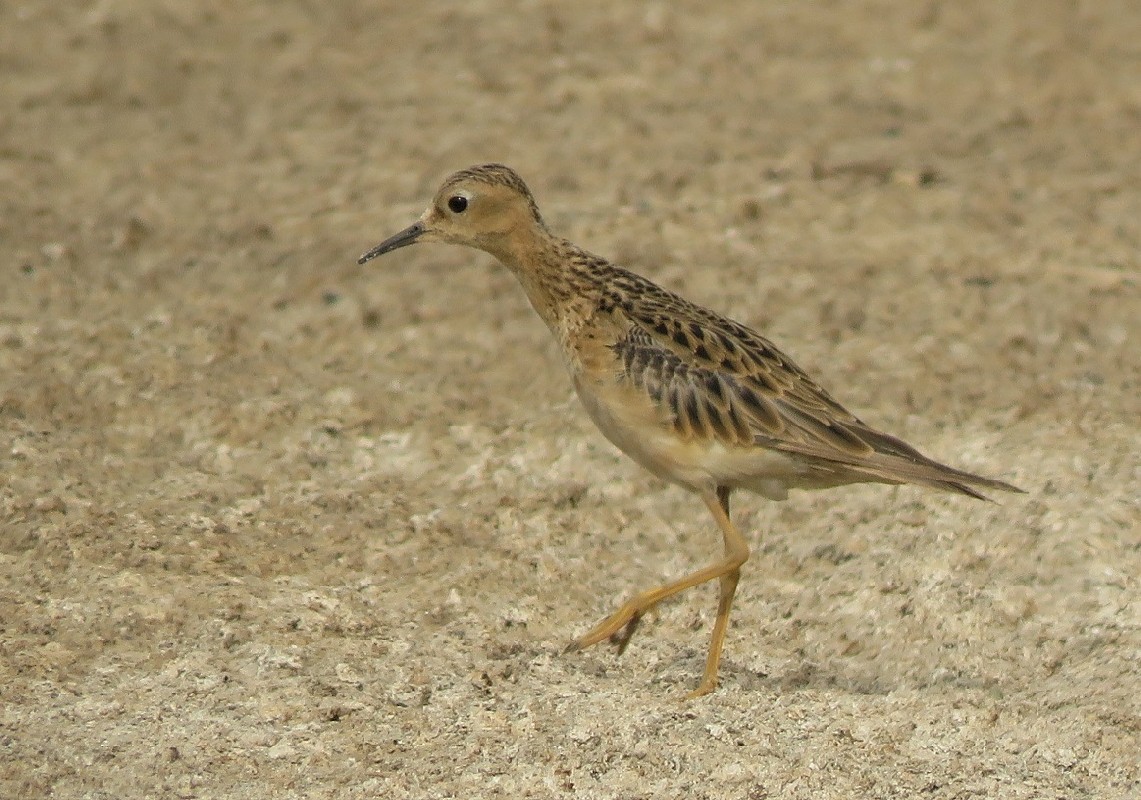 Vagrant Buff-breasted Sandpiper at Dakar Technopole