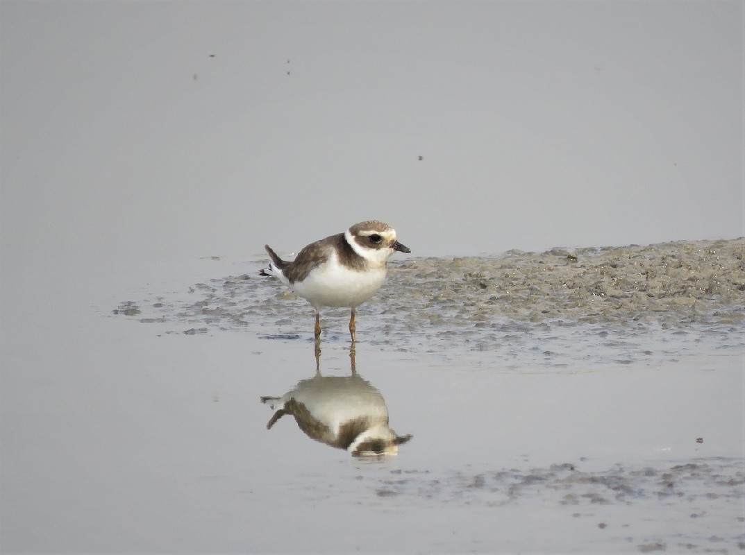 Common Ringed Plover at Dakar Technopole