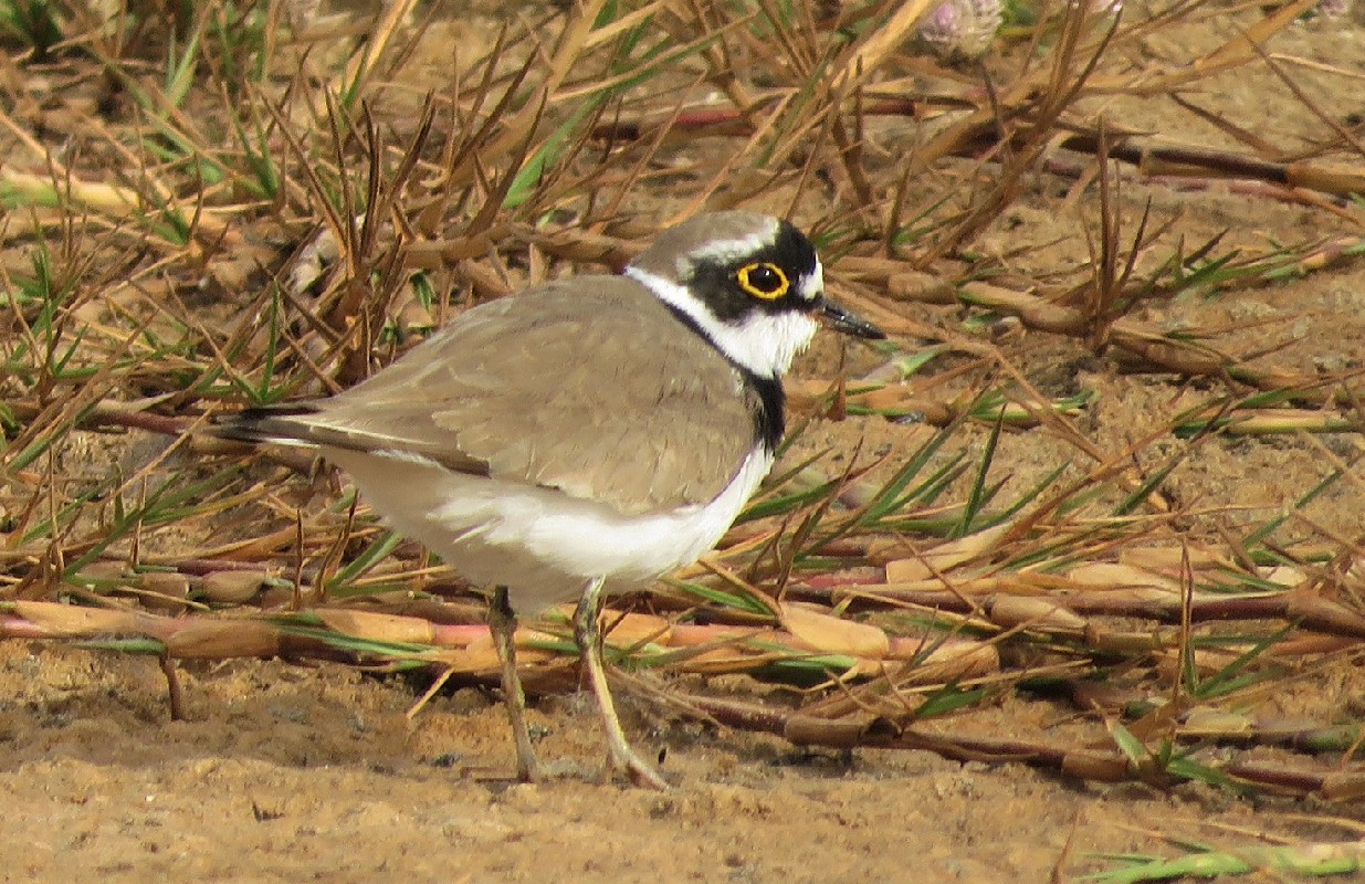 Little Ringed Plover at Dakar Technopole