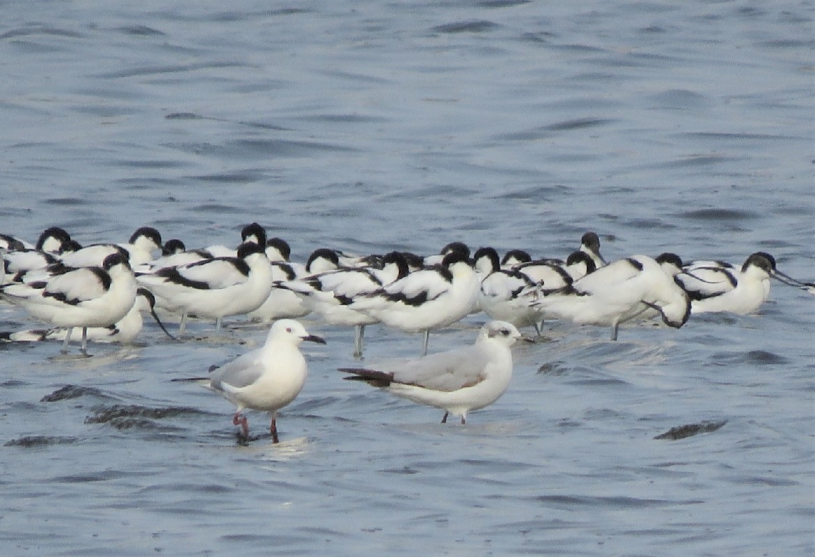 1st winter Mediterranean Gull on wintering site