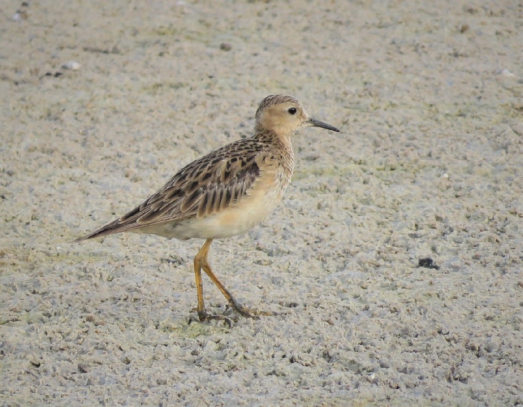 Buff-breasted Sandpiper at Dakar Technopole