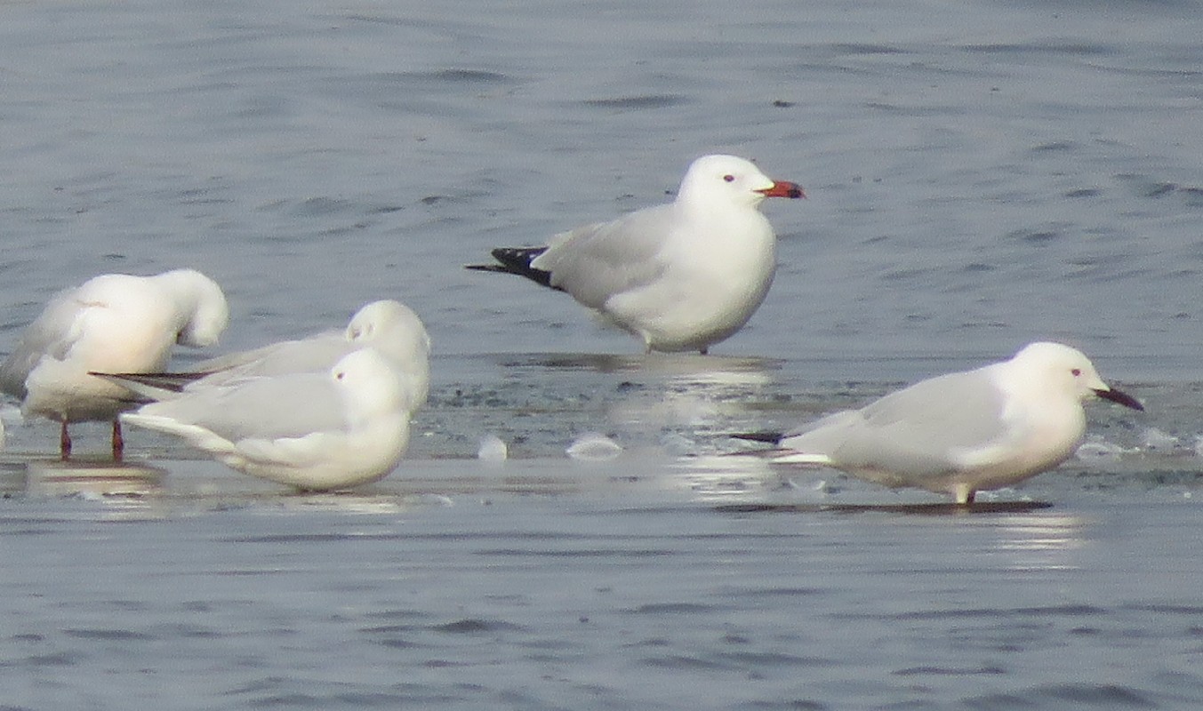 Audouin's Gull with Slender-billed Gulls