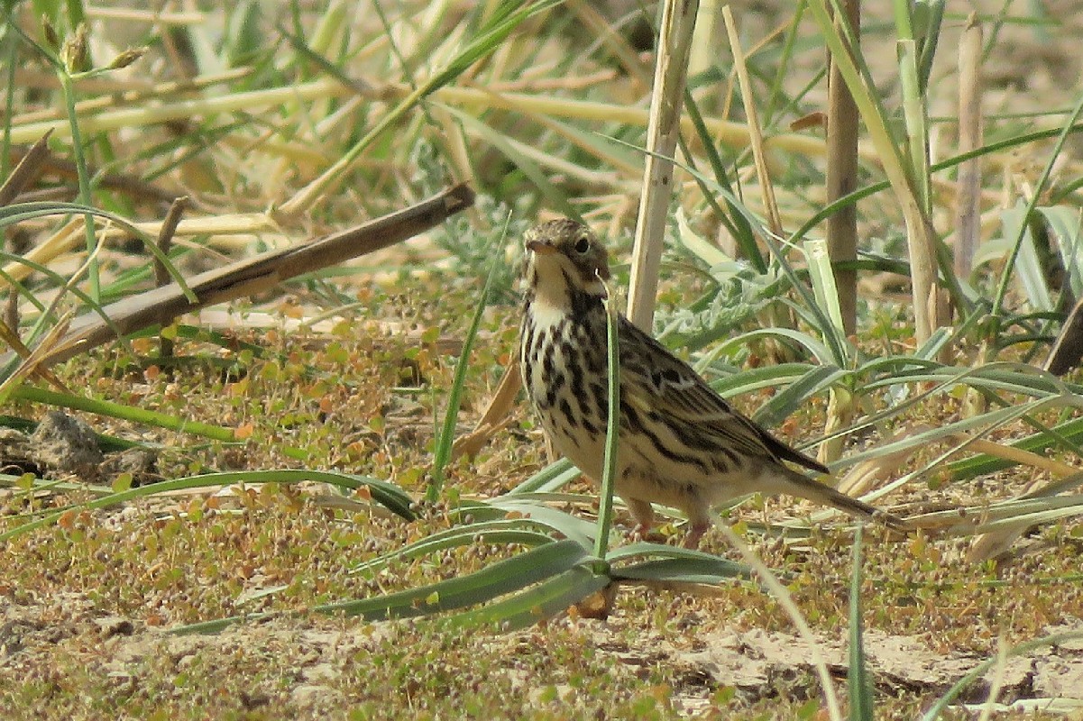 Meadow Pipit - first record for Senegal