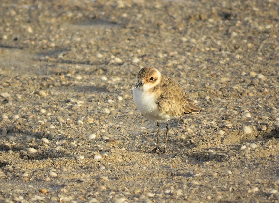 Kittlitz's Plover at Lac Rose