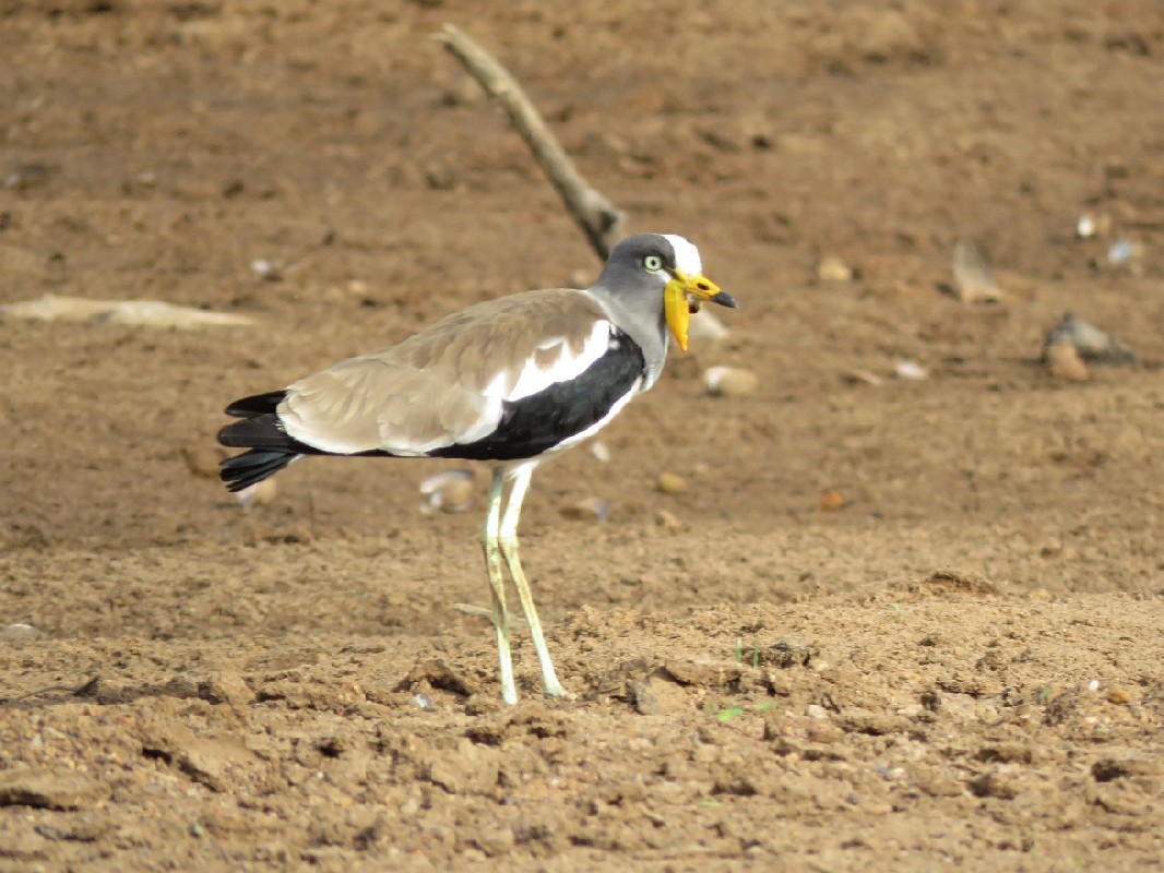 White-headed Lapwing