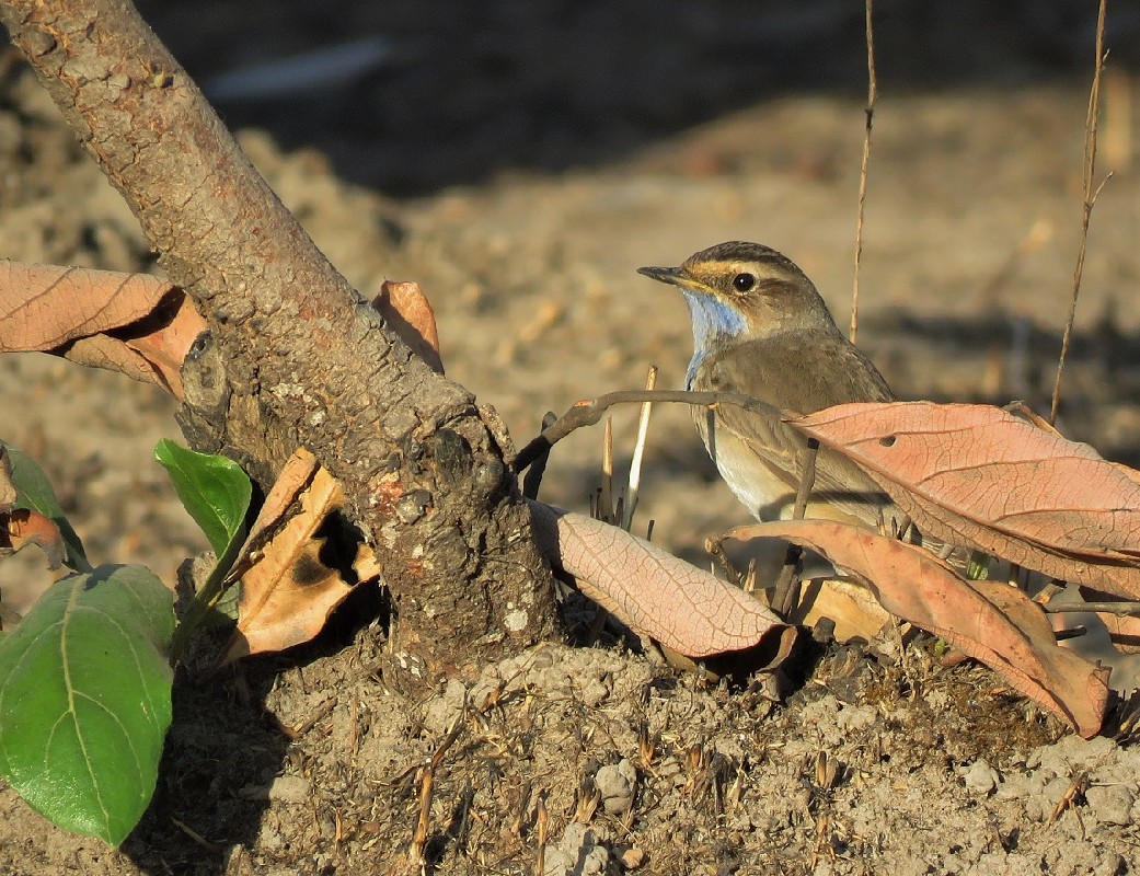 Unexpected Bluethroat on the Dande Plateau