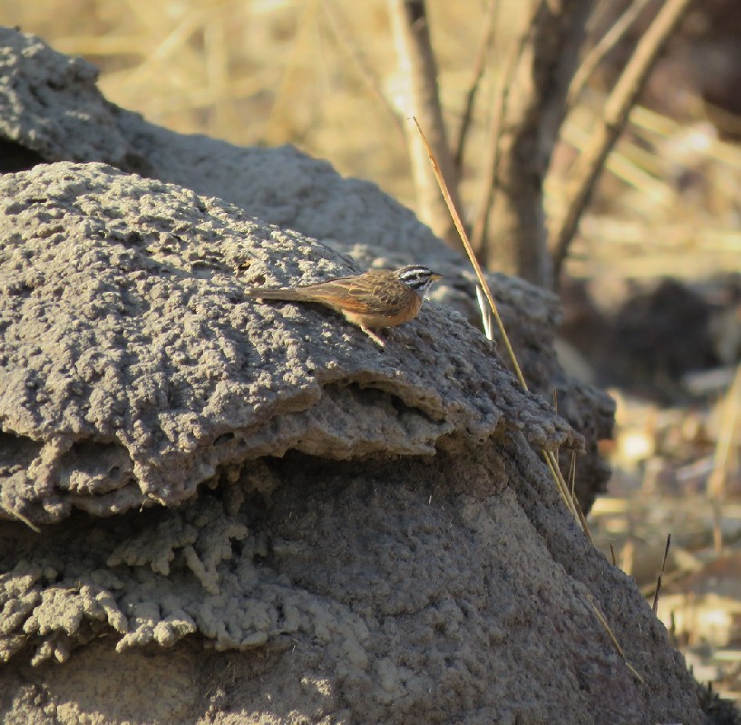 Gosling's (aka Grey-throated) Bunting singing on a termite mound