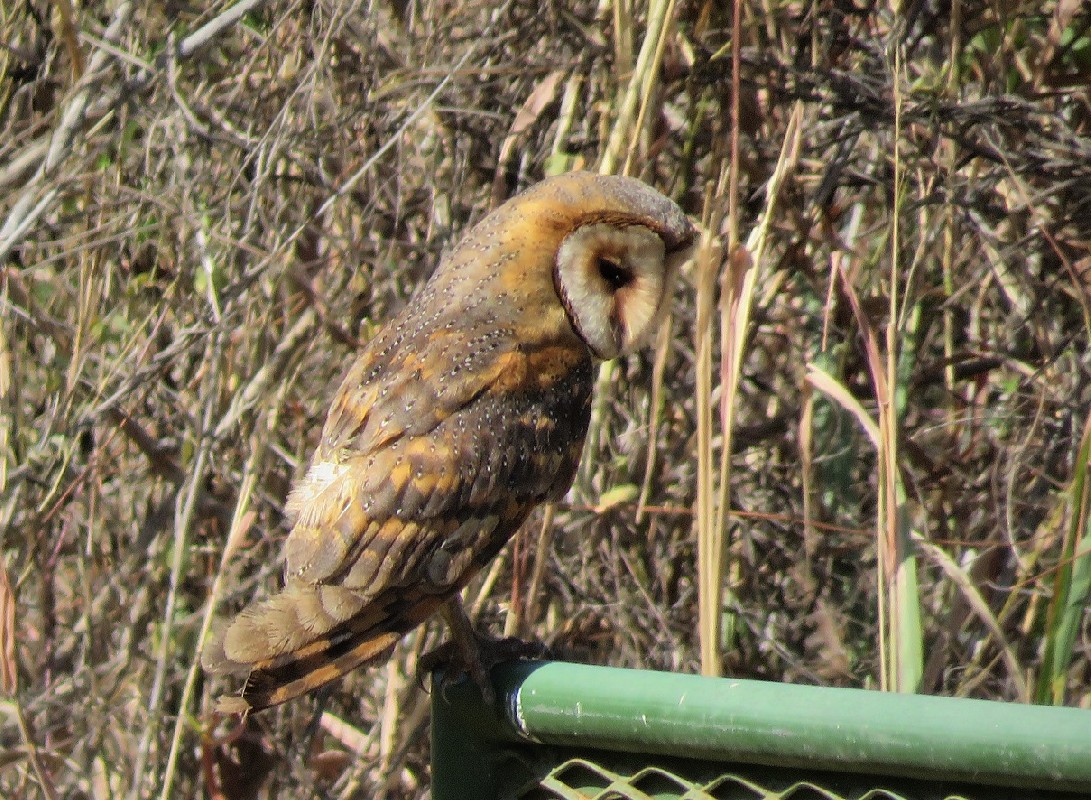 Cape Verde Barn Owl (ssp. detorta)